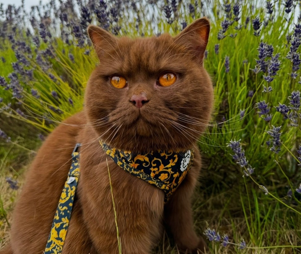 British Shorthair cat Obi with striking orange eyes has gone from needing life-saving surgery to starring in TV adverts and a K-pop music video thanks to his Instagram fame.
