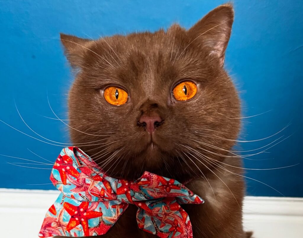 British Shorthair cat Obi with striking orange eyes has gone from needing life-saving surgery to starring in TV adverts and a K-pop music video thanks to his Instagram fame.