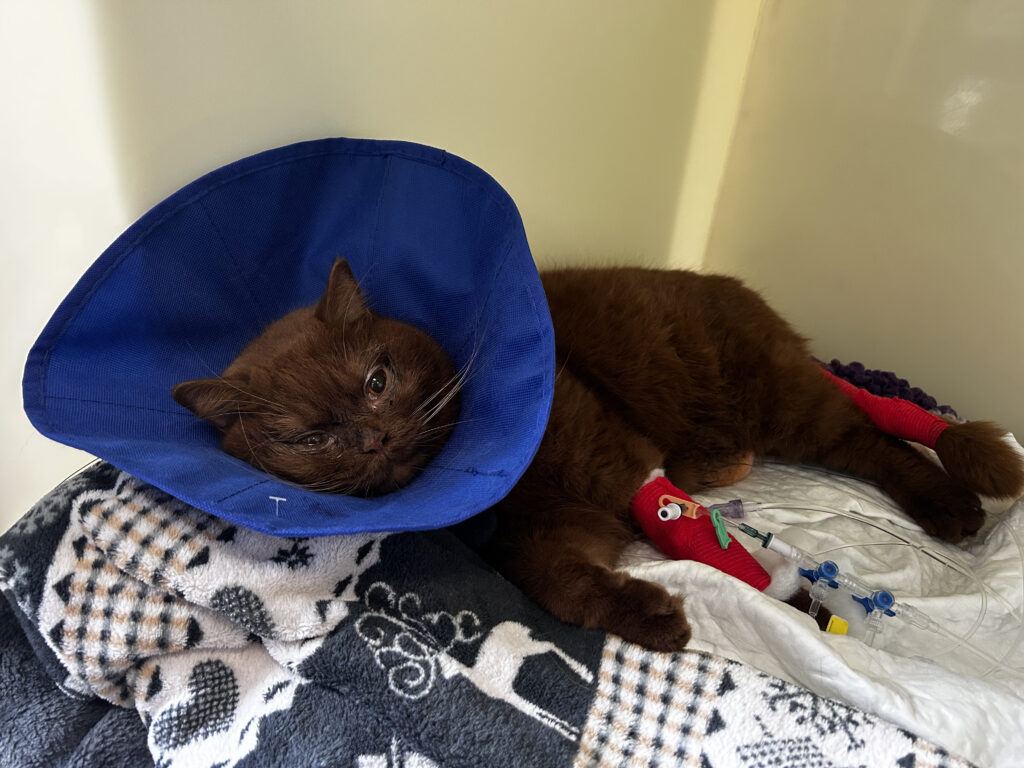 British Shorthair cat Obi with striking orange eyes has gone from needing life-saving surgery to starring in TV adverts and a K-pop music video thanks to his Instagram fame.