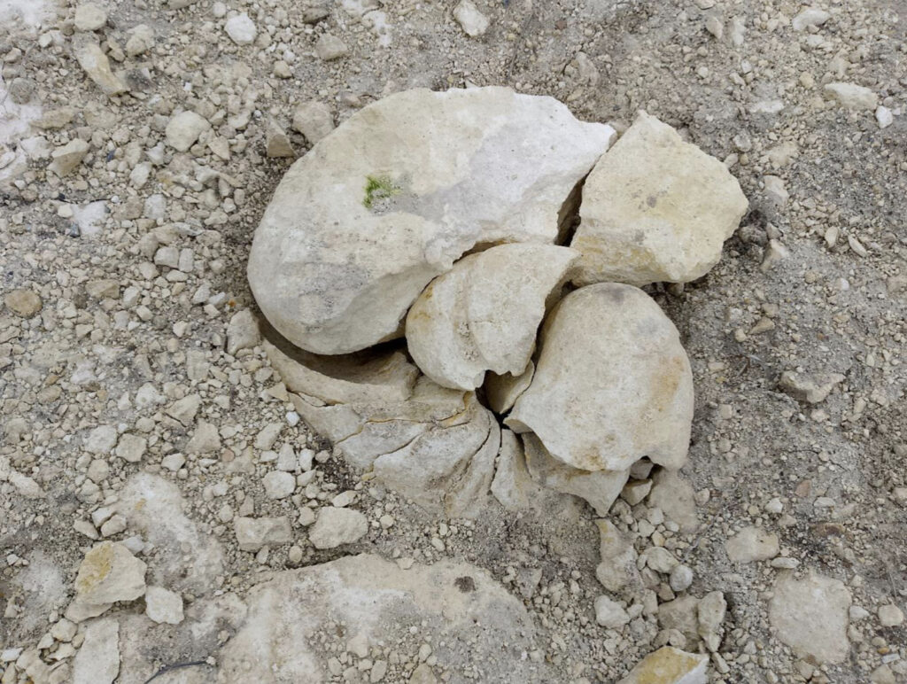 Builders accidentally unearthed a giant 45-million-year-old snail fossil at a building site - the rare 40cm specimen was damaged by machinery but will now be fully restored.