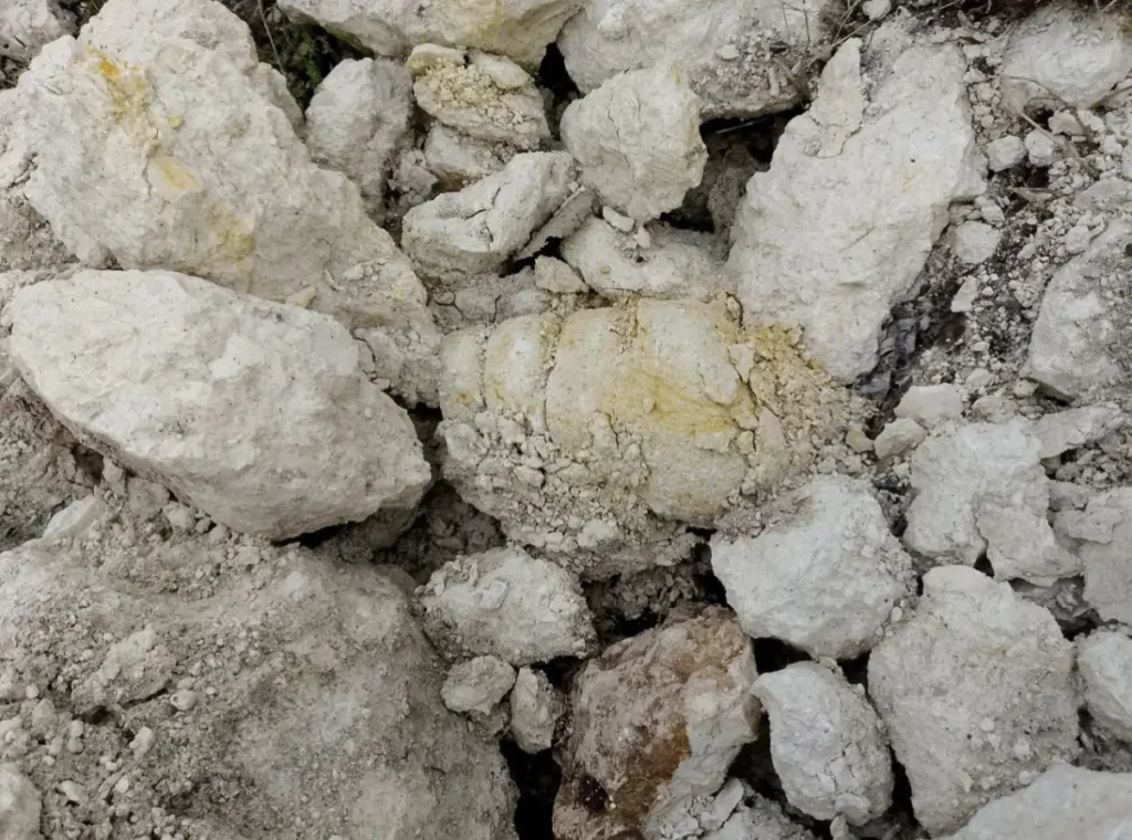 Builders accidentally unearthed a giant 45-million-year-old snail fossil at a building site - the rare 40cm specimen was damaged by machinery but will now be fully restored.