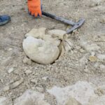 Builders accidentally unearthed a giant 45-million-year-old snail fossil at a building site - the rare 40cm specimen was damaged by machinery but will now be fully restored.