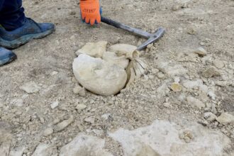Builders accidentally unearthed a giant 45-million-year-old snail fossil at a building site - the rare 40cm specimen was damaged by machinery but will now be fully restored.