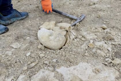 Builders accidentally unearthed a giant 45-million-year-old snail fossil at a building site - the rare 40cm specimen was damaged by machinery but will now be fully restored.