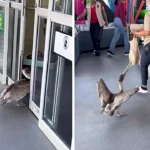 A cheeky pelican stunned shoppers after sneaking into a Florida supermarket in search of snacks, with the hilarious shoplifting attempt quickly going viral online.