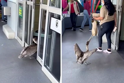 A cheeky pelican stunned shoppers after sneaking into a Florida supermarket in search of snacks, with the hilarious shoplifting attempt quickly going viral online.
