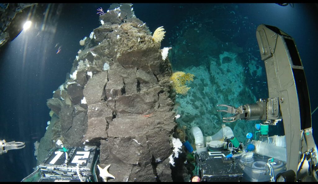 Scientists exploring Japan’s deep ocean have discovered 38 new species and mysterious worms living inside a glass sponge, revealing how little of the deep sea has been explored.