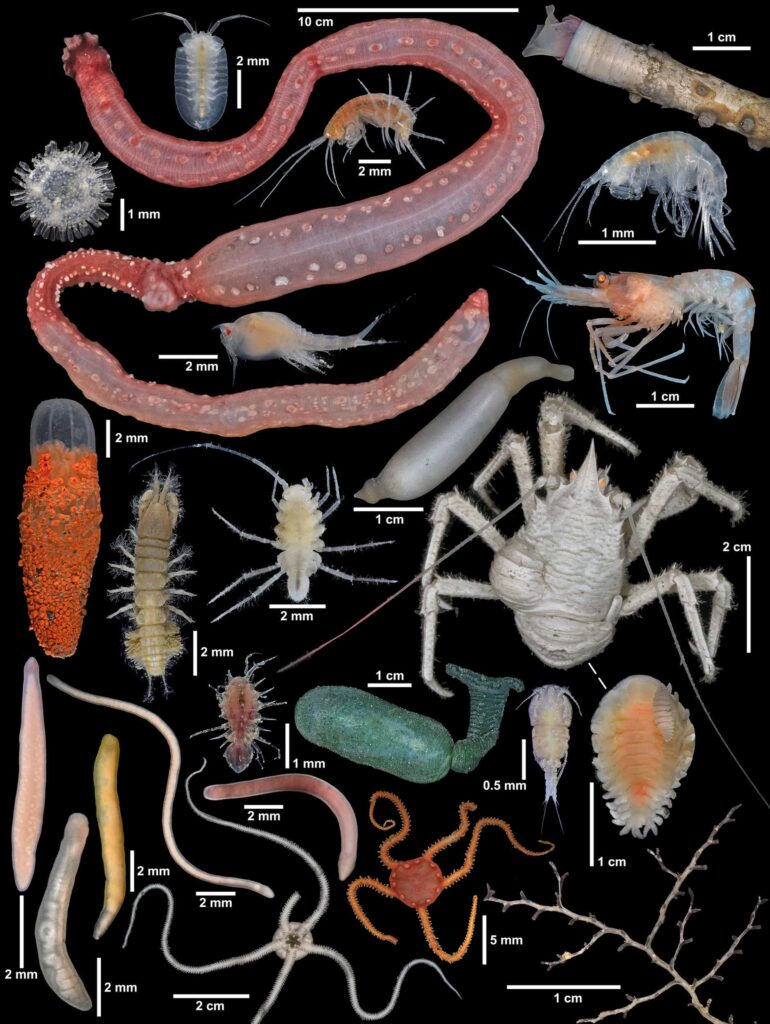 Scientists exploring Japan’s deep ocean have discovered 38 new species and mysterious worms living inside a glass sponge, revealing how little of the deep sea has been explored.