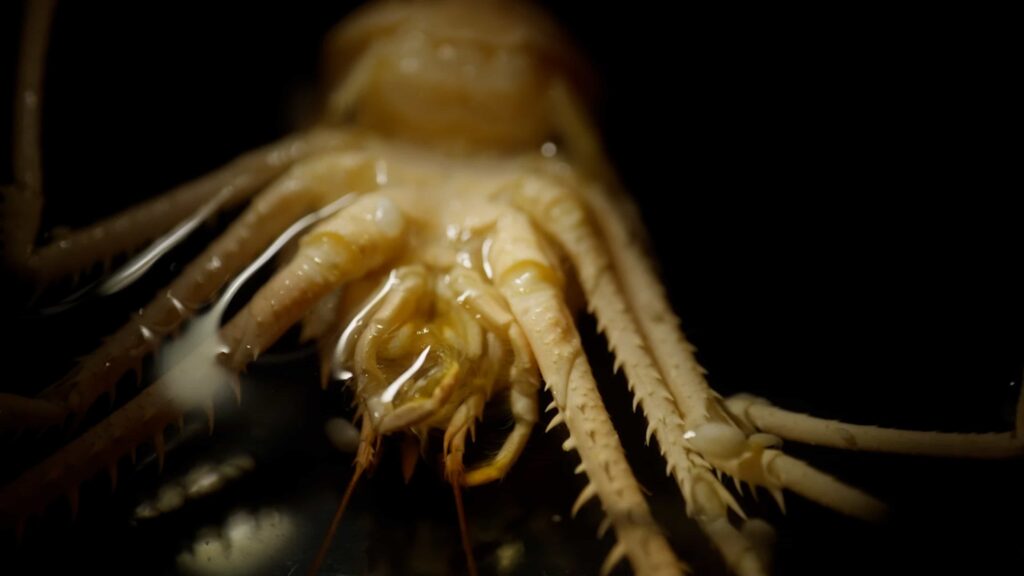 Scientists exploring Japan’s deep ocean have discovered 38 new species and mysterious worms living inside a glass sponge, revealing how little of the deep sea has been explored.