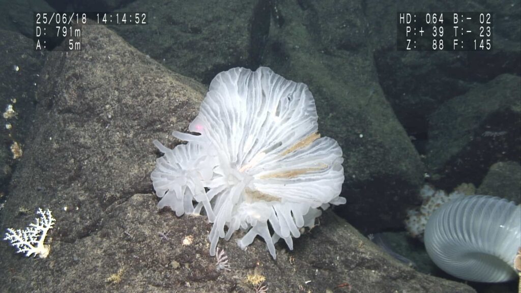 Scientists exploring Japan’s deep ocean have discovered 38 new species and mysterious worms living inside a glass sponge, revealing how little of the deep sea has been explored.