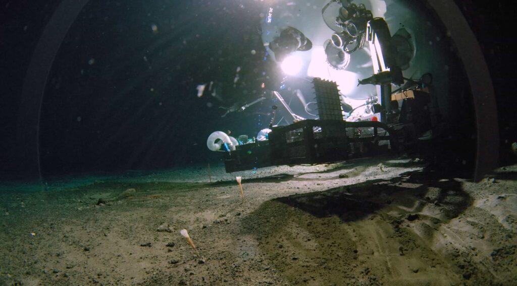 Scientists exploring Japan’s deep ocean have discovered 38 new species and mysterious worms living inside a glass sponge, revealing how little of the deep sea has been explored.