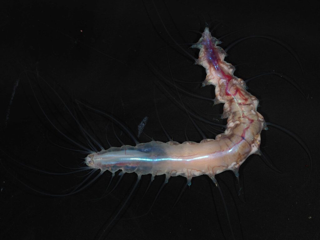 Scientists exploring Japan’s deep ocean have discovered 38 new species and mysterious worms living inside a glass sponge, revealing how little of the deep sea has been explored.