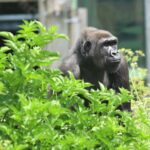 Endangered gorillas are roaming a natural woodland habitat for the first time in the UK as a new African Forest experience opens at Bristol Zoo Project.