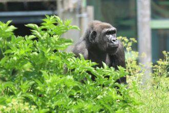 Endangered gorillas are roaming a natural woodland habitat for the first time in the UK as a new African Forest experience opens at Bristol Zoo Project.
