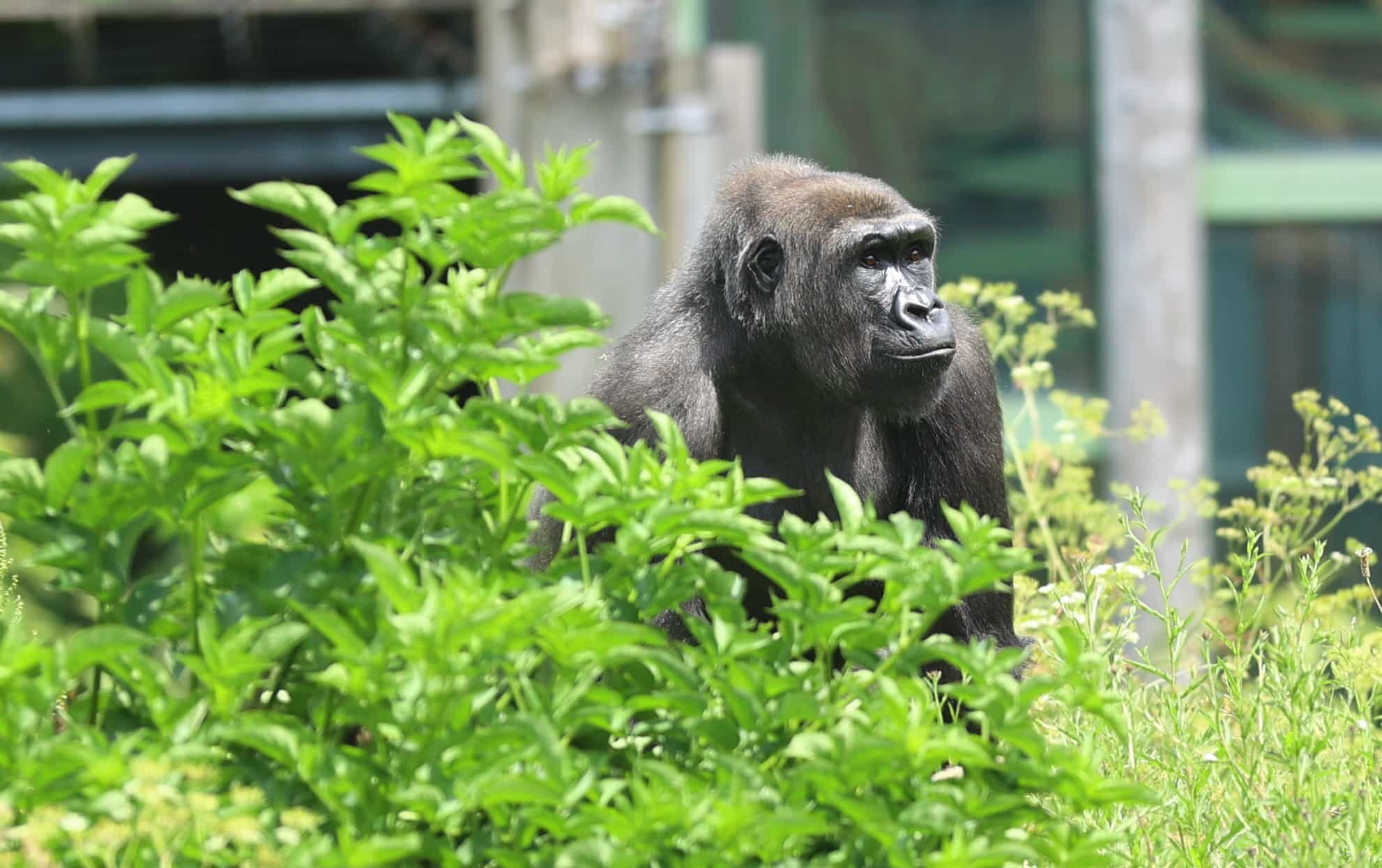 Endangered gorillas are roaming a natural woodland habitat for the first time in the UK as a new African Forest experience opens at Bristol Zoo Project.