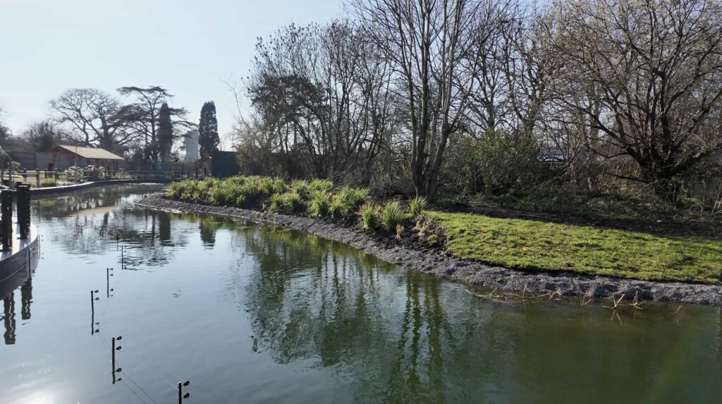 Endangered gorillas are roaming a natural woodland habitat for the first time in the UK as a new African Forest experience opens at Bristol Zoo Project.