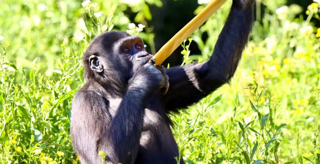 Endangered gorillas are roaming a natural woodland habitat for the first time in the UK as a new African Forest experience opens at Bristol Zoo Project.