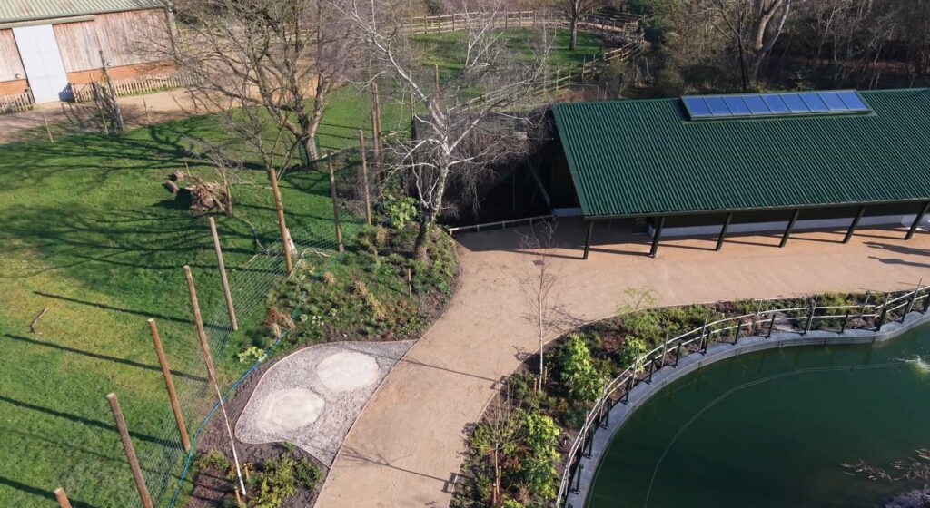 Endangered gorillas are roaming a natural woodland habitat for the first time in the UK as a new African Forest experience opens at Bristol Zoo Project.