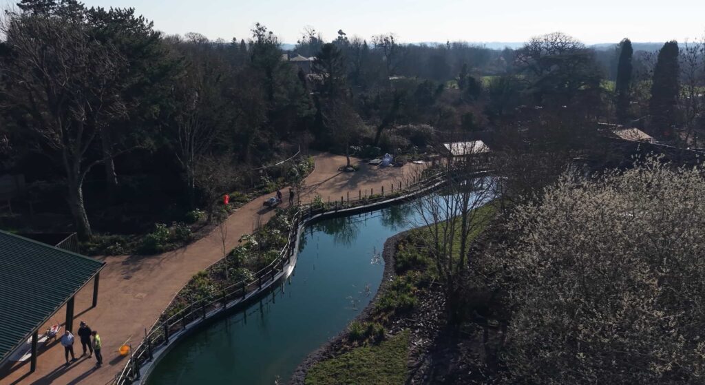 Endangered gorillas are roaming a natural woodland habitat for the first time in the UK as a new African Forest experience opens at Bristol Zoo Project.