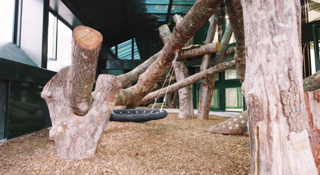 Endangered gorillas are roaming a natural woodland habitat for the first time in the UK as a new African Forest experience opens at Bristol Zoo Project.