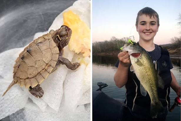 Family discovers a live baby turtle inside a bass caught on the Arkansas River. The stunned family named it "Jonah" after the biblical tale. Watch the incredible footage here.