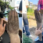 A farmer in Guangdong was shocked to unearth a Chinese yam shaped like a human hand, sparking viral attention and offers up to £875 for the bizarre vegetable.