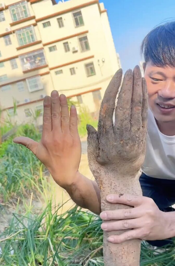 A farmer in Guangdong was shocked to unearth a Chinese yam shaped like a human hand, sparking viral attention and offers up to £875 for the bizarre vegetable.