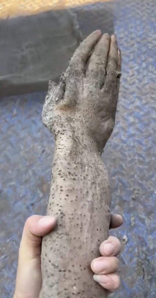 A farmer in Guangdong was shocked to unearth a Chinese yam shaped like a human hand, sparking viral attention and offers up to £875 for the bizarre vegetable.