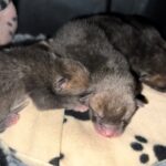 Five tiny fox cubs fell six feet from a car engine during a service in Bromley - but were reunited with their mum in a heartwarming nighttime rescue operation on the driveway.