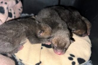 Five tiny fox cubs fell six feet from a car engine during a service in Bromley - but were reunited with their mum in a heartwarming nighttime rescue operation on the driveway.