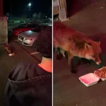 Friendly fox stuns group of lads by joining them for a late-night kebab in Portsmouth - with one of the boys even buying the bold animal a plain doner of its own.