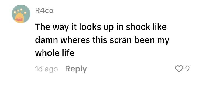 Social media comment on the post of Friendly fox stuns group of lads by joining them for a late-night kebab in Portsmouth - with one of the boys even buying the bold animal a plain doner of its own.