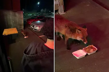 Friendly fox stuns group of lads by joining them for a late-night kebab in Portsmouth - with one of the boys even buying the bold animal a plain doner of its own.