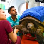 A 109 year old giant tortoise named Esmerelda underwent a rare CT scan and endoscopy as part of her care, with zookeepers carefully transporting the 135kg reptile for checks.