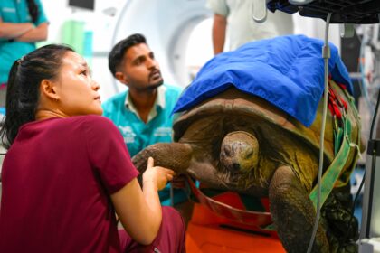 A 109 year old giant tortoise named Esmerelda underwent a rare CT scan and endoscopy as part of her care, with zookeepers carefully transporting the 135kg reptile for checks.