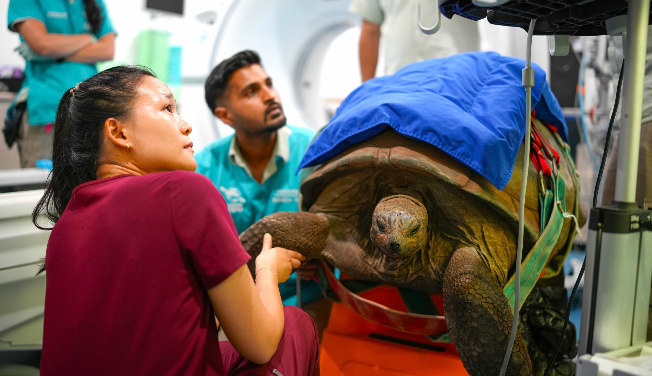 A 109 year old giant tortoise named Esmerelda underwent a rare CT scan and endoscopy as part of her care, with zookeepers carefully transporting the 135kg reptile for checks.