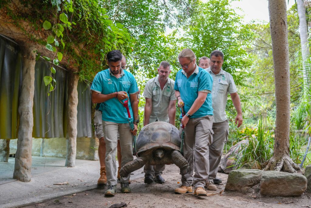 A 109 year old giant tortoise named Esmerelda underwent a rare CT scan and endoscopy as part of her care, with zookeepers carefully transporting the 135kg reptile for checks.
