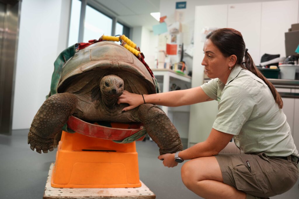 A 109 year old giant tortoise named Esmerelda underwent a rare CT scan and endoscopy as part of her care, with zookeepers carefully transporting the 135kg reptile for checks.