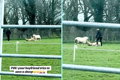 A man rushing to rescue a stranded sheep found himself in a tense standoff with a protective ram, as the determined animal tried to block him at every step.