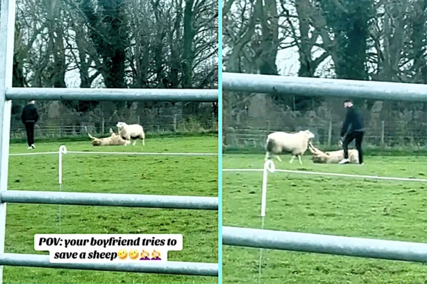 A man rushing to rescue a stranded sheep found himself in a tense standoff with a protective ram, as the determined animal tried to block him at every step.