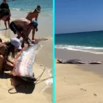 Two rare 10ft oarfish, often dubbed harbingers of doom, were dramatically rescued after washing ashore in Mexico, stunning a family on holiday.