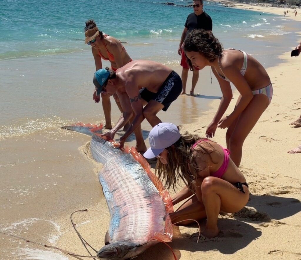 Two rare 10ft oarfish, often dubbed harbingers of doom, were dramatically rescued after washing ashore in Mexico, stunning a family on holiday.