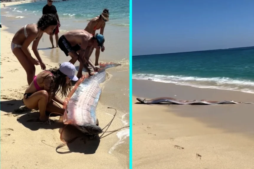 Two rare 10ft oarfish, often dubbed harbingers of doom, were dramatically rescued after washing ashore in Mexico, stunning a family on holiday.