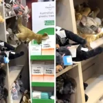 A shopper was stunned to find a real possum hiding among plush toys at an airport store, sparking a scramble by staff to safely remove the unexpected furry stowaway.