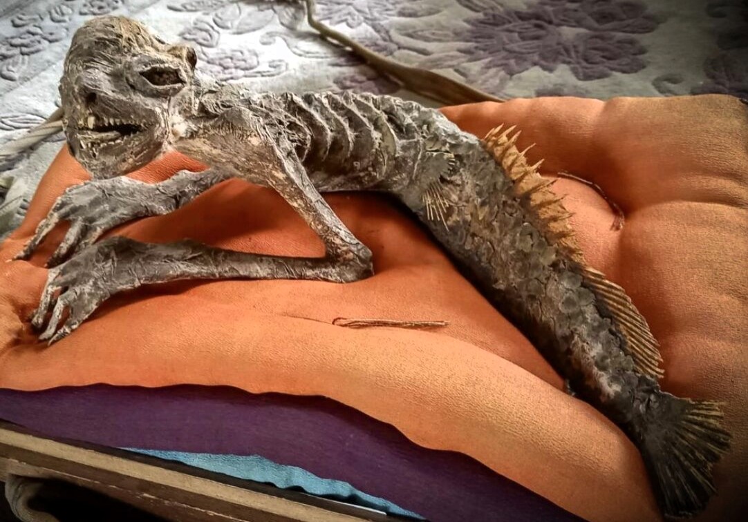 Horrifying mermaid mummy with razor-sharp teeth and a tail fin found in an old Japanese house - and the rare mythical creature is now up for sale at an antiques market.