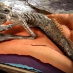 Horrifying mermaid mummy with razor-sharp teeth and a tail fin found in an old Japanese house - and the rare mythical creature is now up for sale at an antiques market.