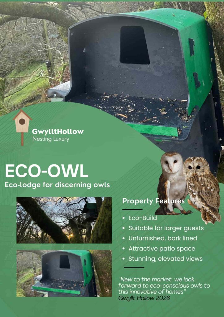 A wildlife lover creates a tiny furnished bird box flat complete with décor and cameras, attracting curious birds as viewers praise the charming and creative design.