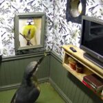 A wildlife lover creates a tiny furnished bird box flat complete with décor and cameras, attracting curious birds as viewers praise the charming and creative design.