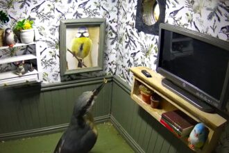 A wildlife lover creates a tiny furnished bird box flat complete with décor and cameras, attracting curious birds as viewers praise the charming and creative design.