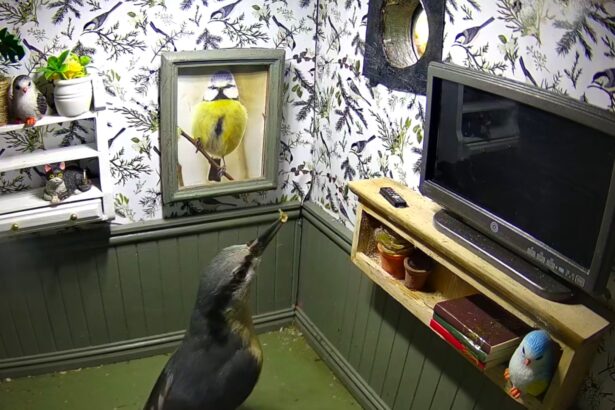 A wildlife lover creates a tiny furnished bird box flat complete with décor and cameras, attracting curious birds as viewers praise the charming and creative design.